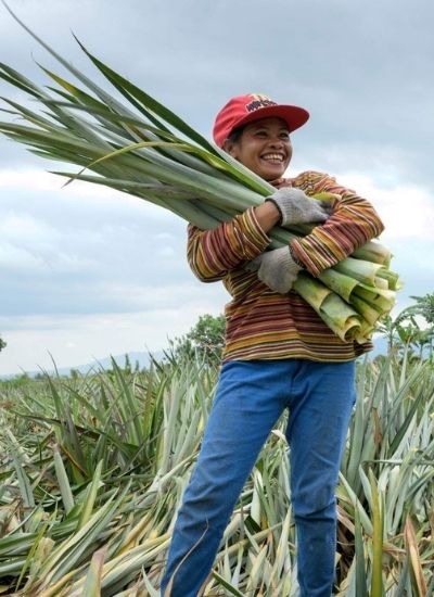 recolte fibre ananas