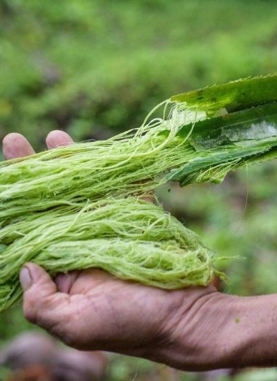 extraction fibre ananas