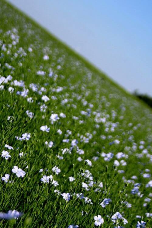 champs de fleurs de lin