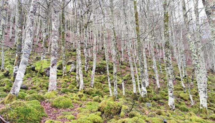 forêt de hêtre Iraty - Modal